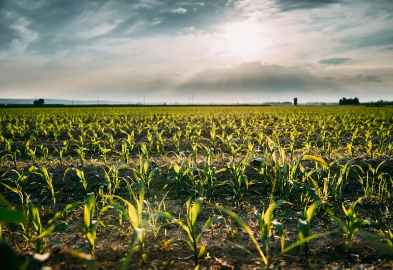 Cornfield Landscape. Plantation With Young Corn In Spring Season