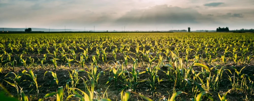 Cornfield Landscape. Plantation With Young Corn In Spring Season