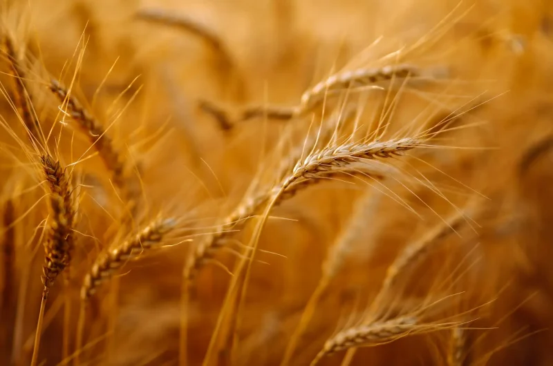 Ears of golden wheat close up. Growth nature harvest. Agriculture farm.